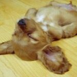 プードル×チワワのミックス犬の仰向けで寝てる画像